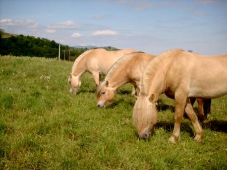 ONYX . KONNY . HONGROISE