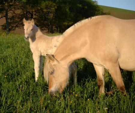 Pouliche Hongroise