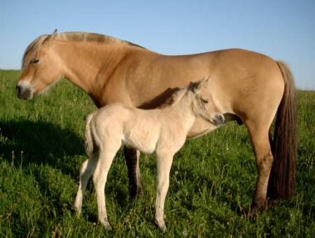 KONNY ET TALIA DE CAPSIL
