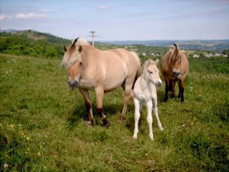HONGROISE , SAMSON , KONNY